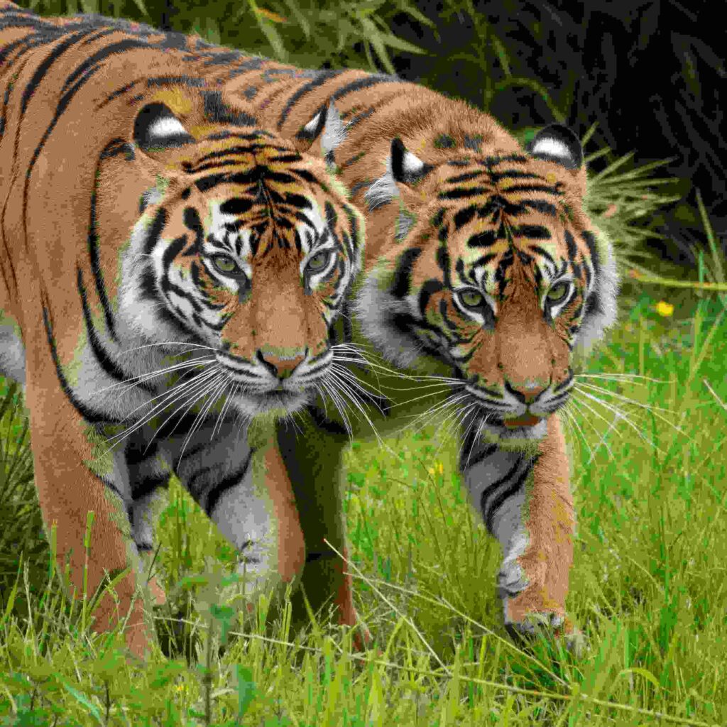 Images of a Tiger 6