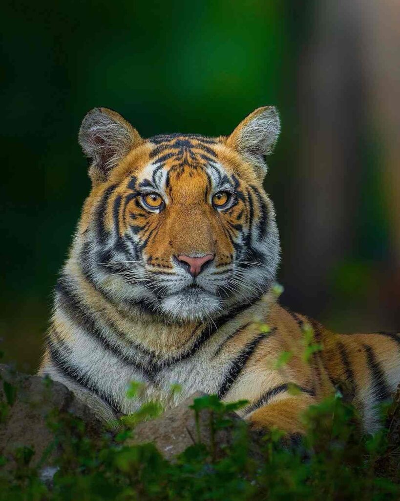 Images of a Tiger 7
