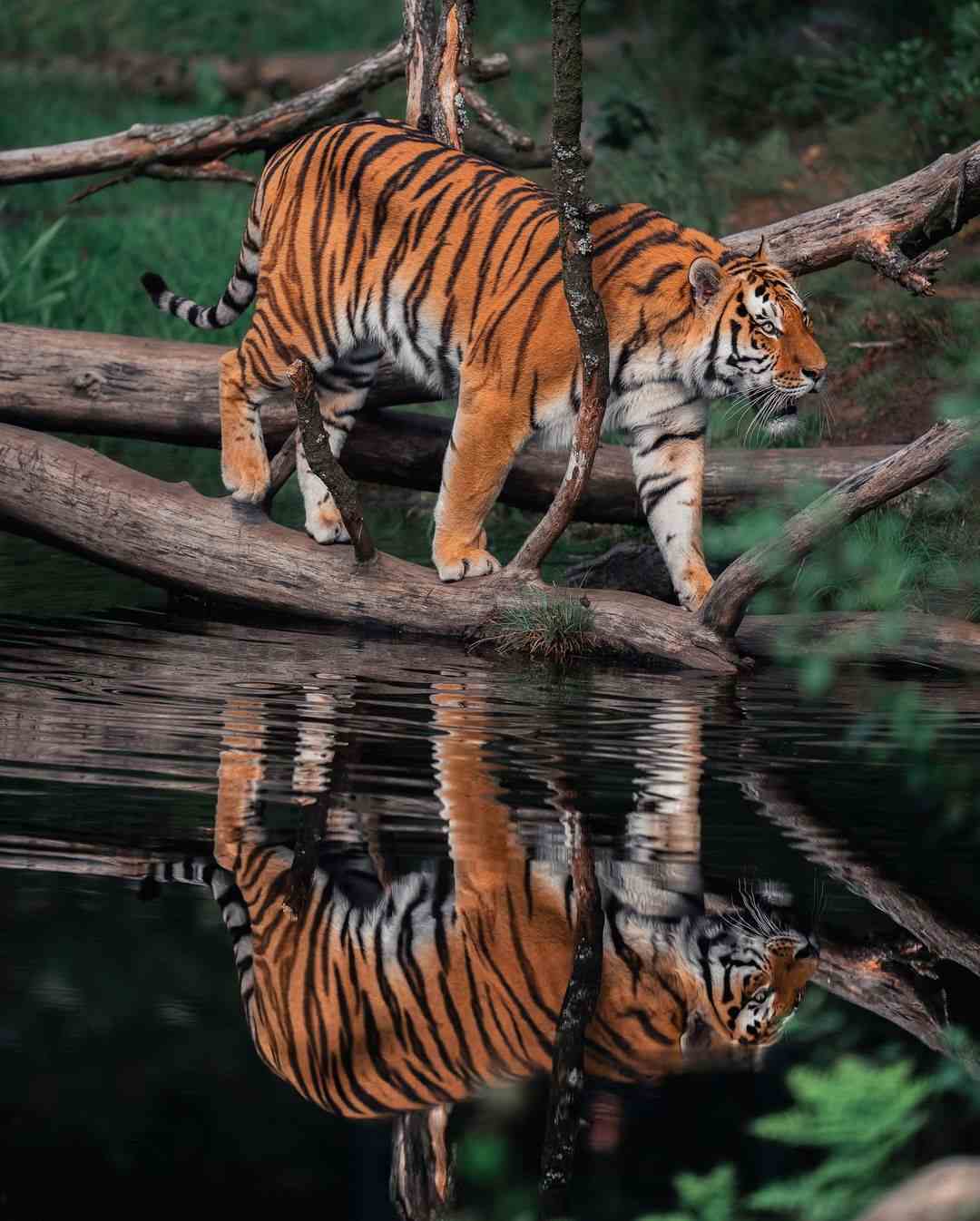 [101+] Best Images Of A Tiger - Billion Image