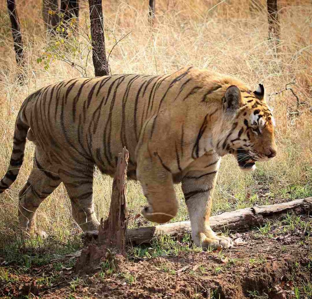 Images of a Tiger 9