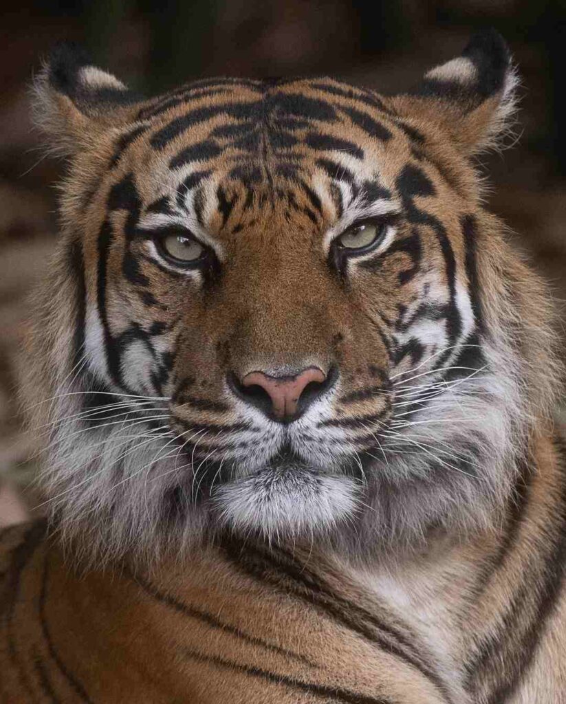 Tiger Photo HD 1