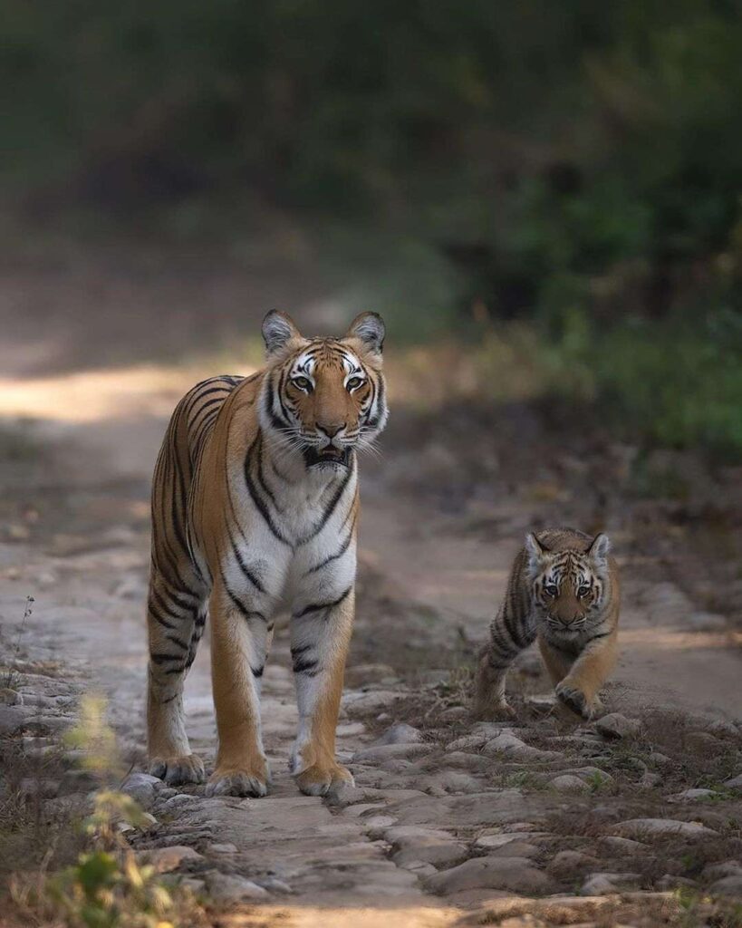 Tiger Photo HD 10