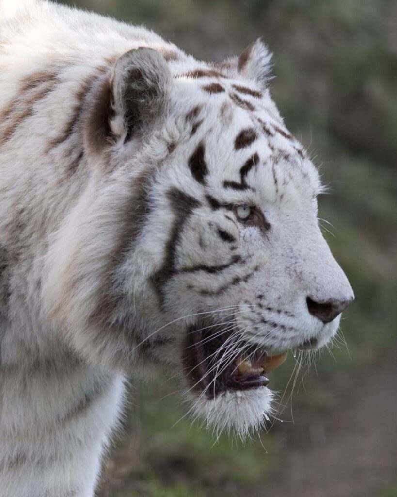 Tiger Photo HD 11