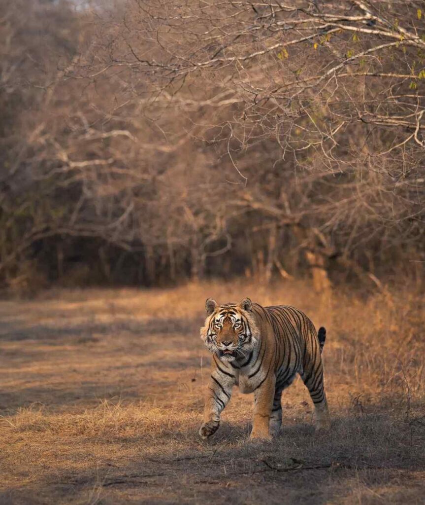 Tiger Photo HD 12