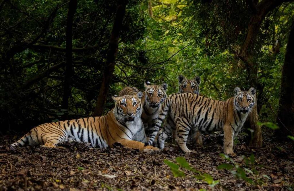 Tiger Photo HD 14