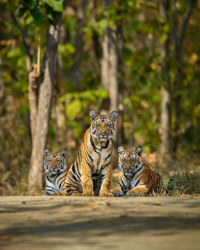 Tiger Photo HD 15