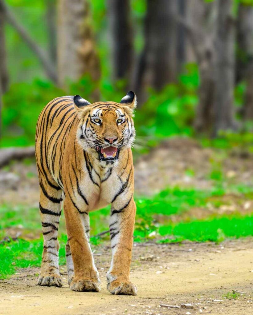 Tiger Photo HD 16