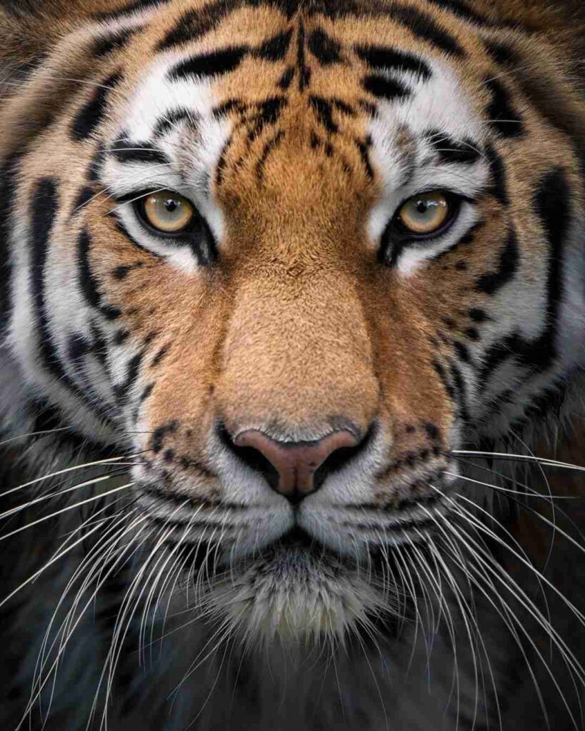 Tiger Photo HD 18