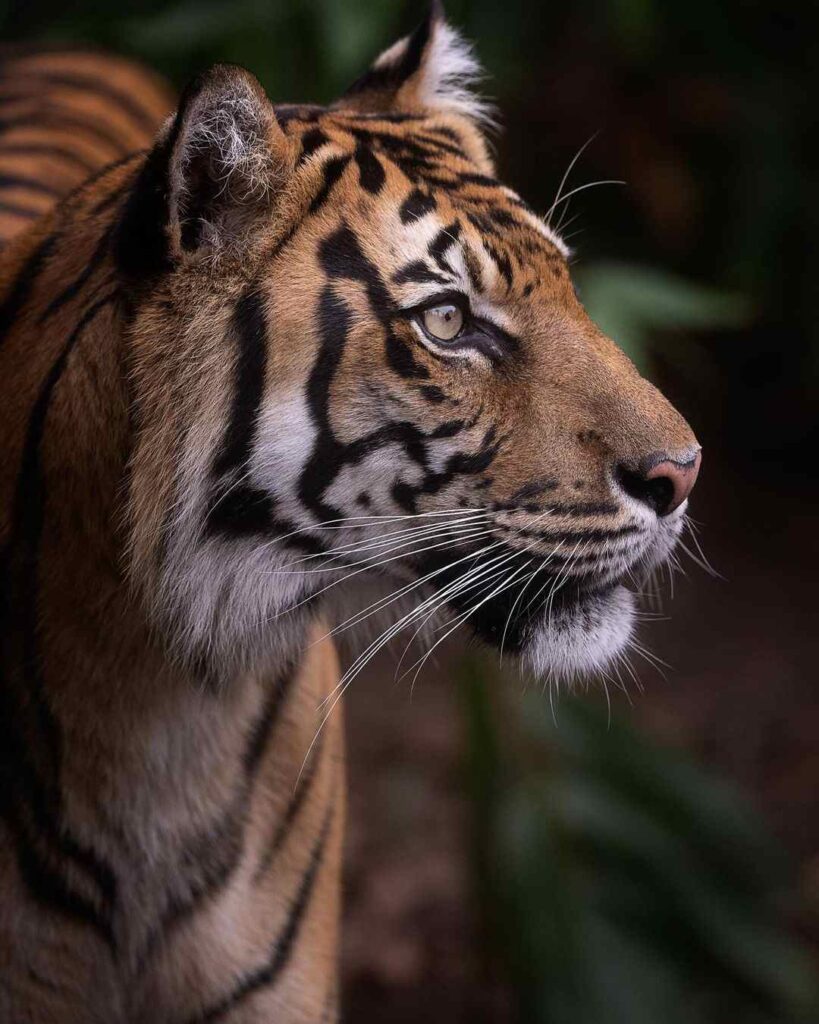 Tiger Photo HD 19