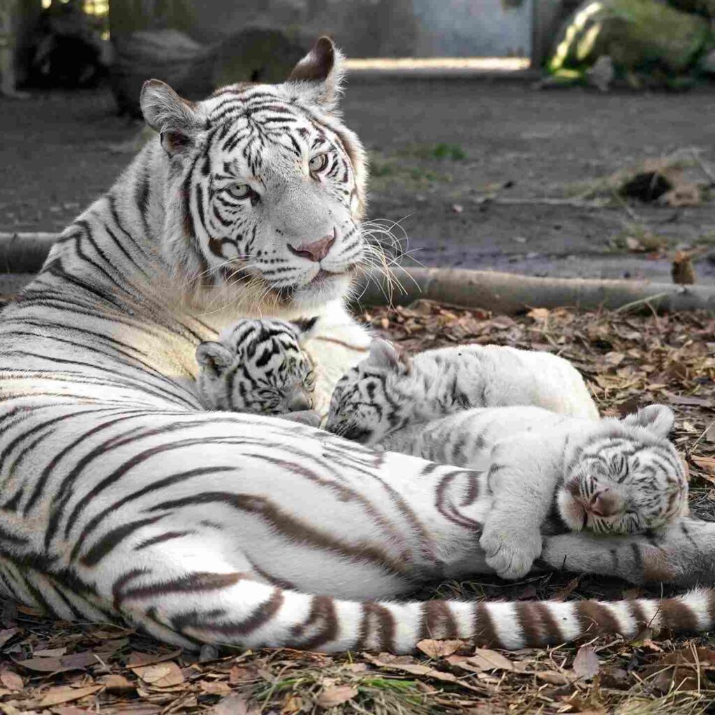 Tiger Photo HD 2