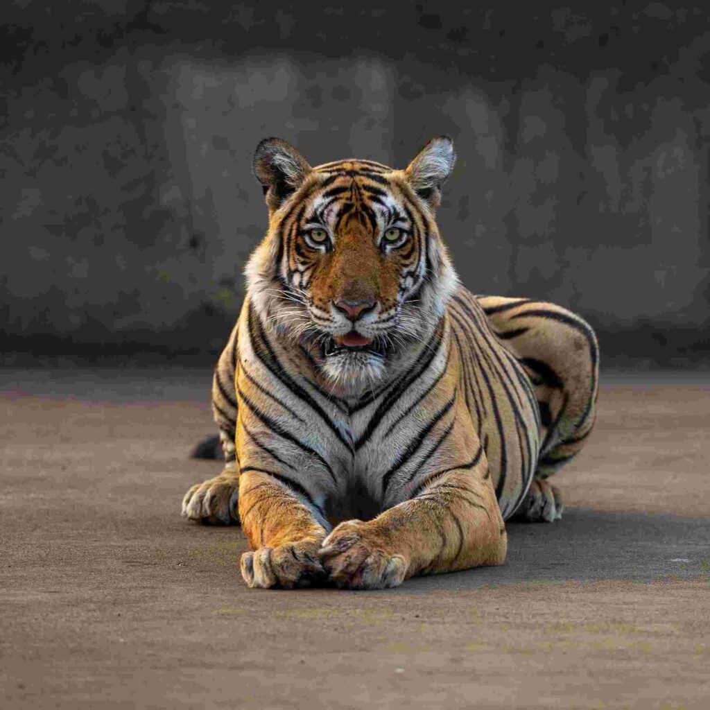 Tiger Photo HD 20