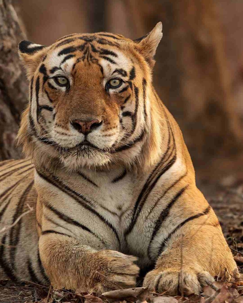 Tiger Photo HD 22