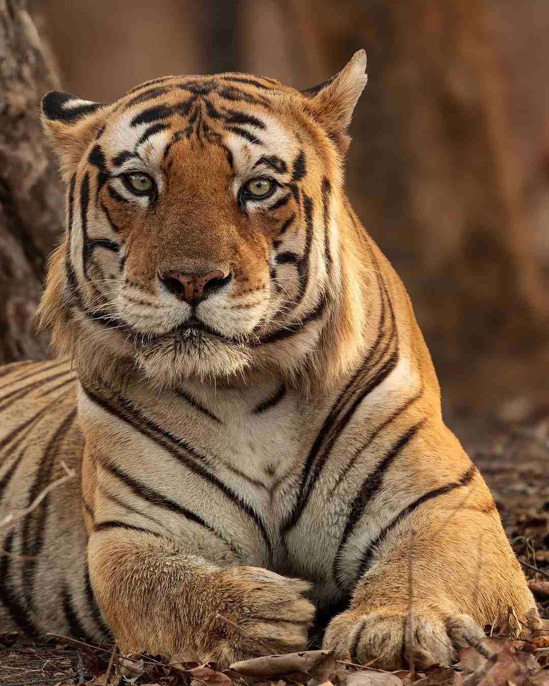 [101+] Best Images Of A Tiger - Billion Image