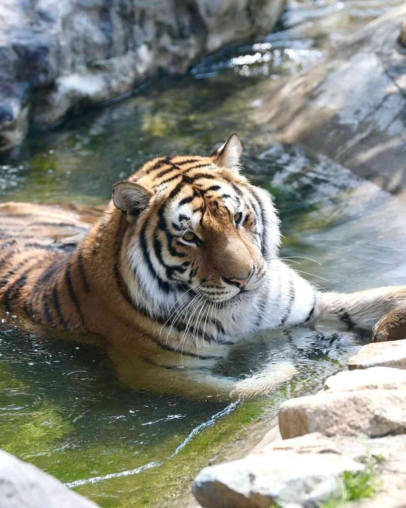 Tiger Photo HD 3