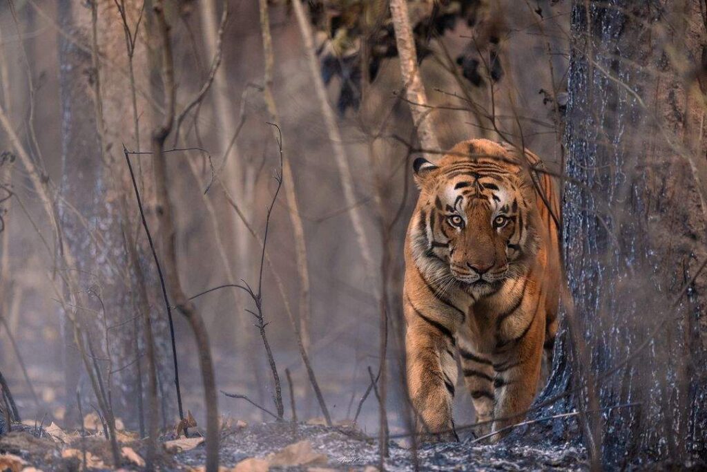 Tiger Photo HD 4