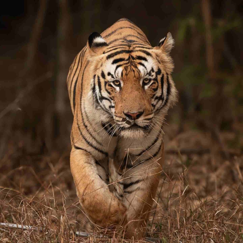 Tiger Photo HD 5