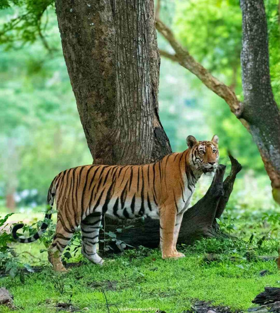 Tiger Photo HD 6