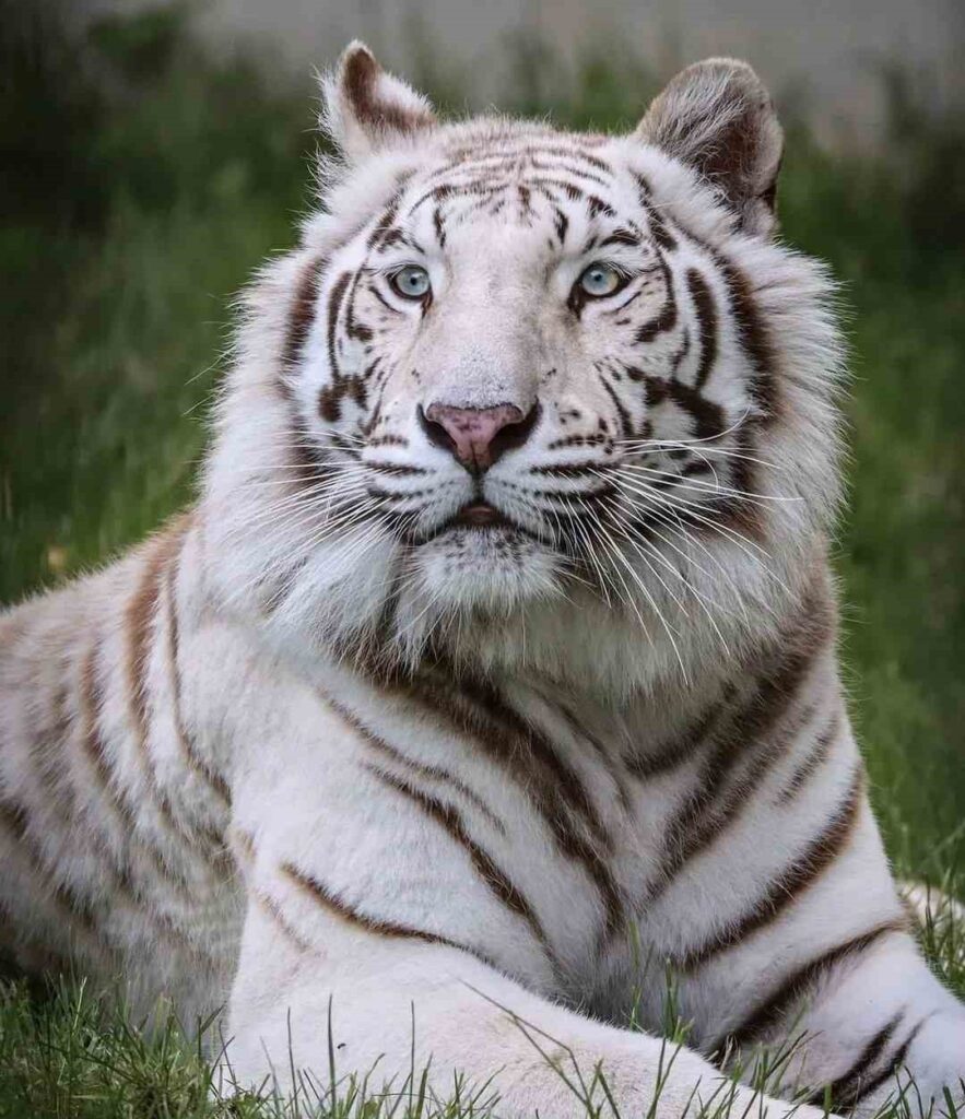 Tiger Photo HD 7