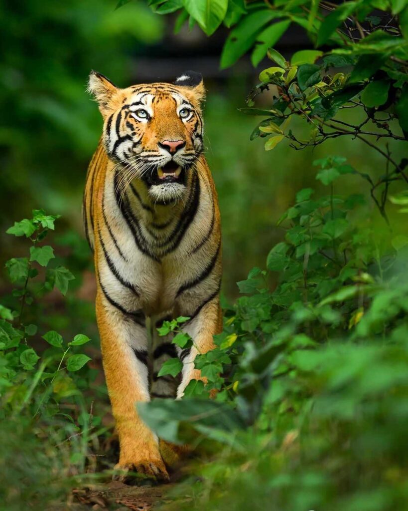 Tiger Photo HD 8