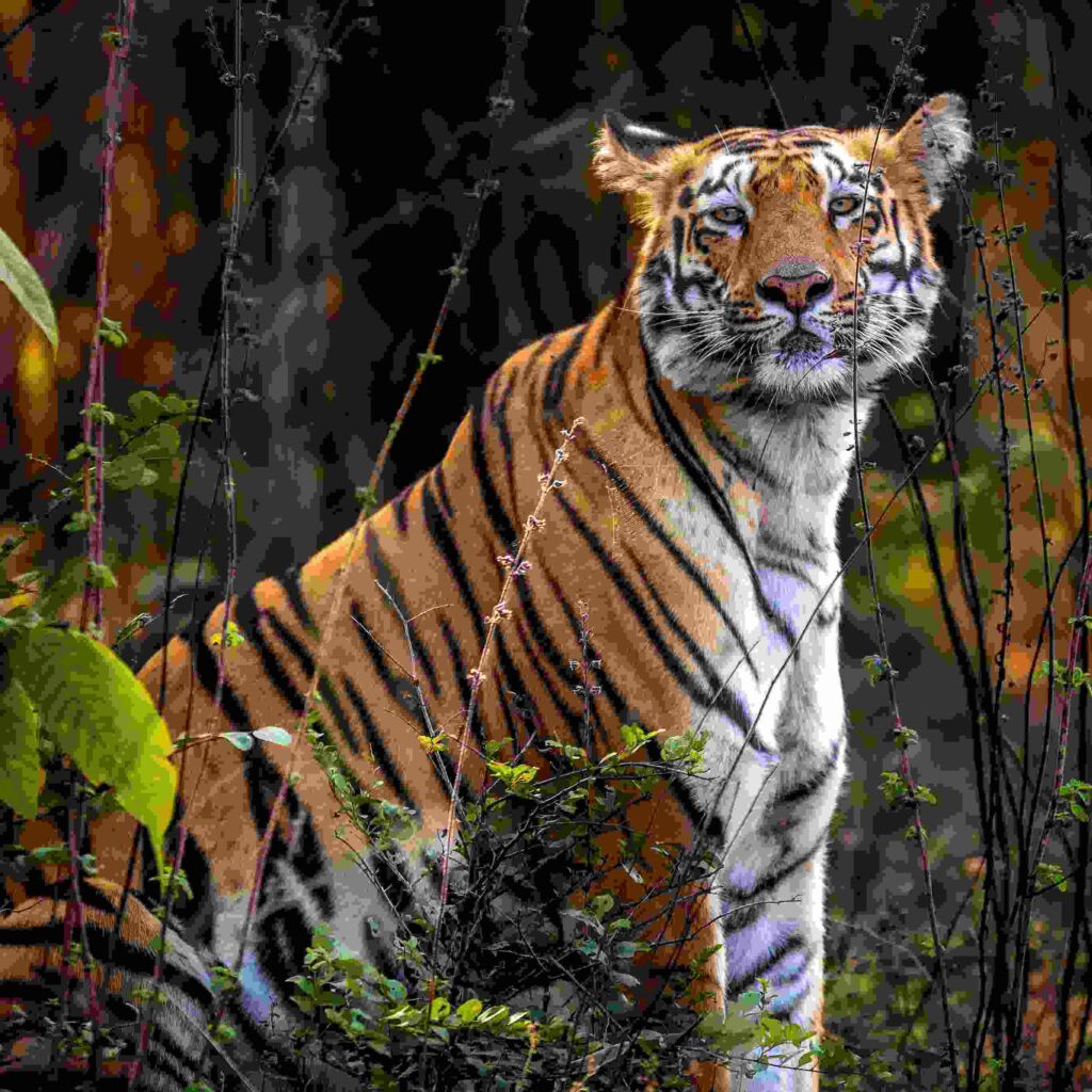 Tiger Photo HD 9