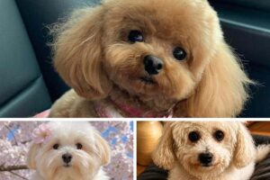 Read more about the article [300+] Cute Dog Photos You’ll Want to Bookmark