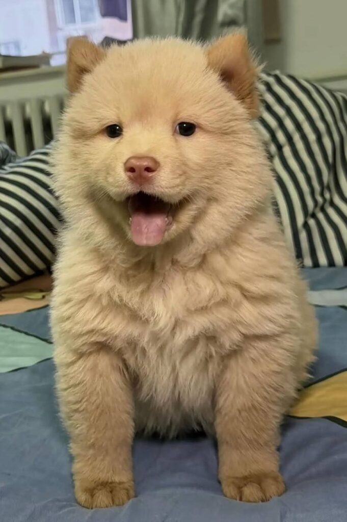cute dog photos 1