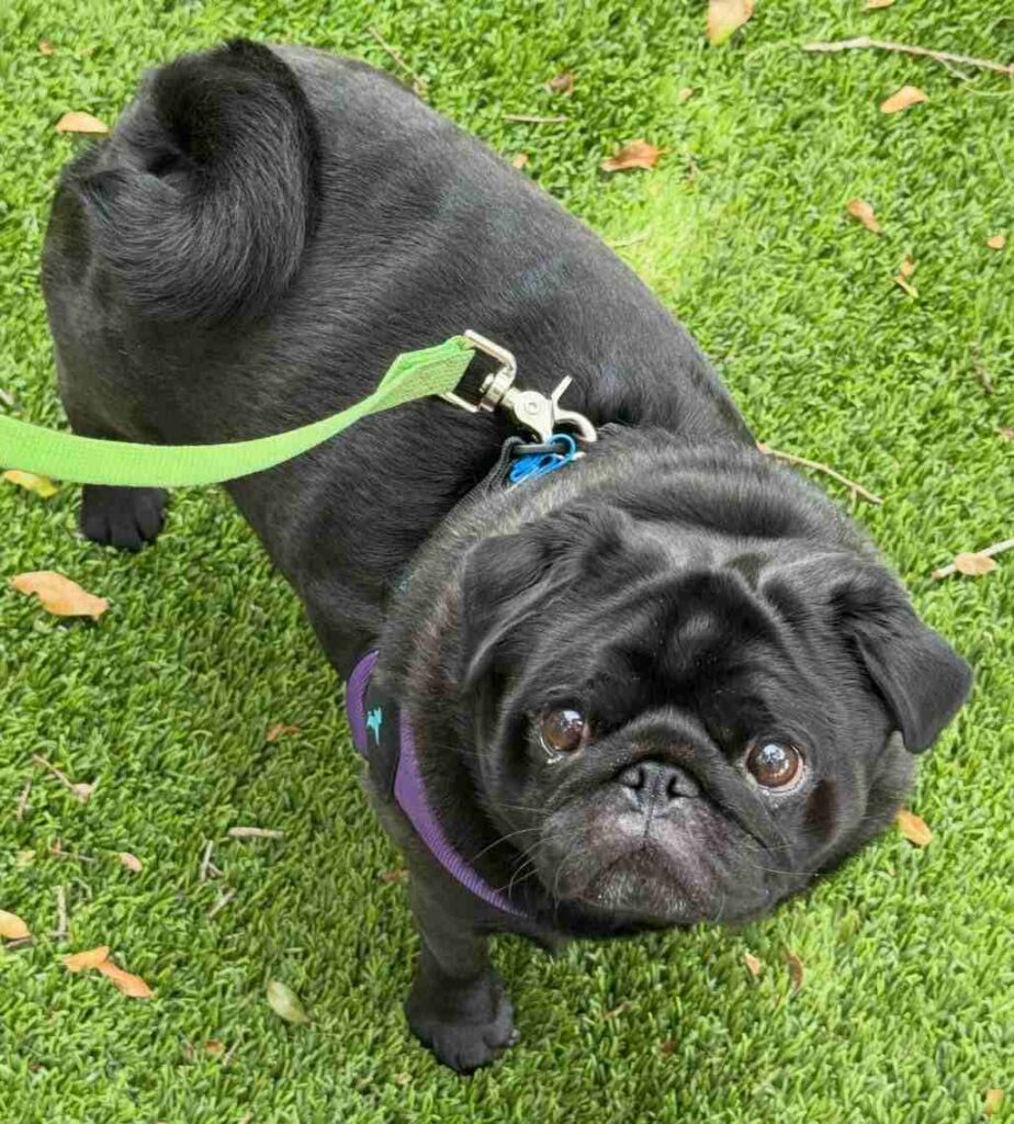cute dog photos 10