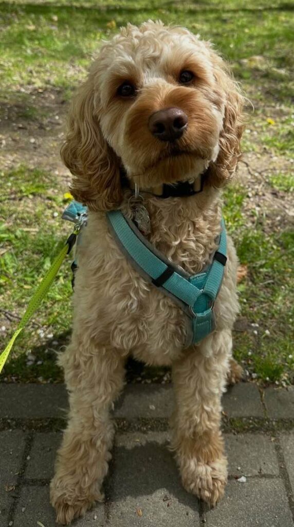 cute dog photos 11
