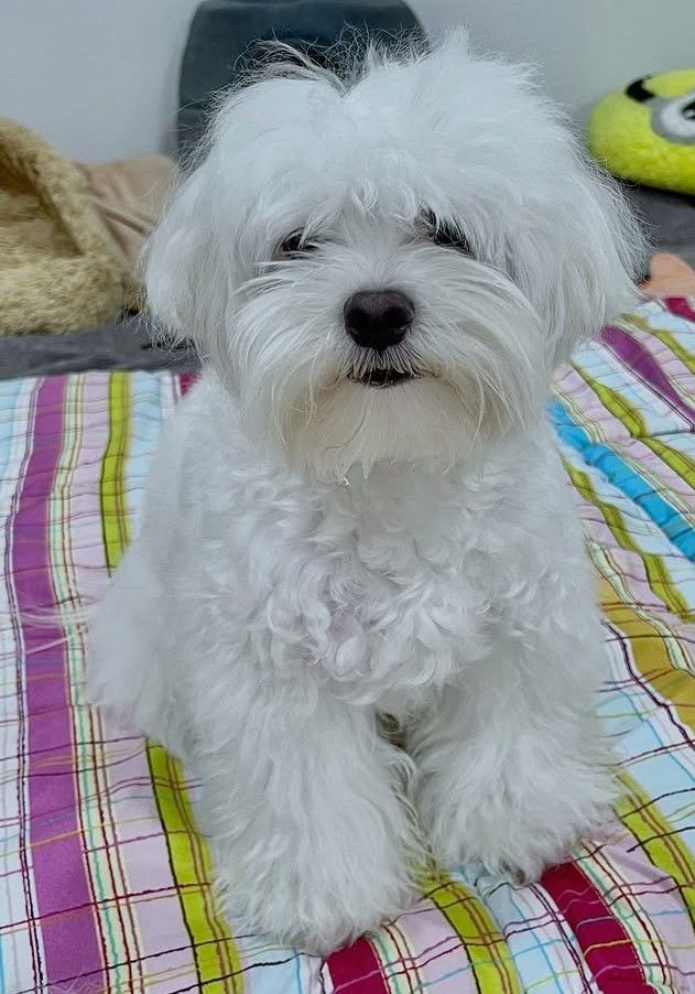 cute dog photos 13