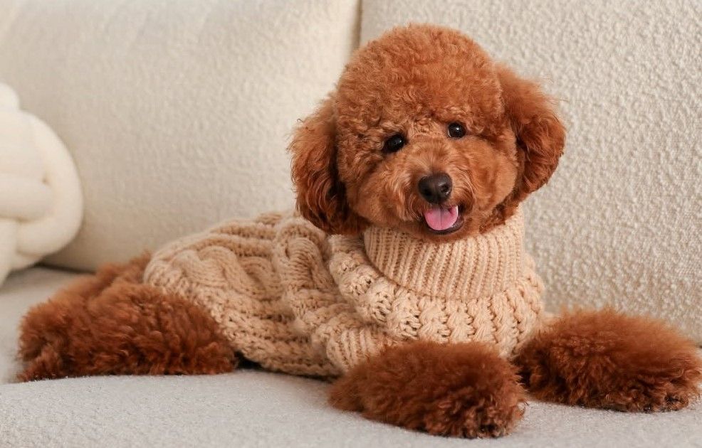 cute dog photos 15