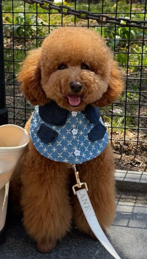 cute dog photos 16