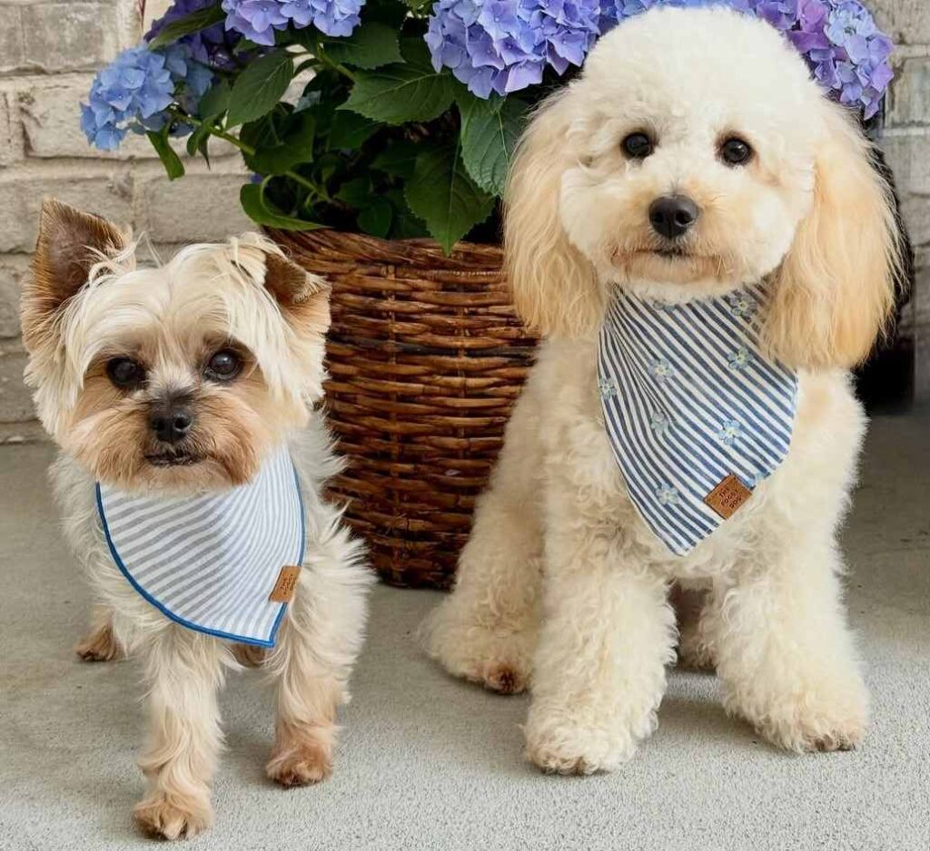 cute dog photos 17