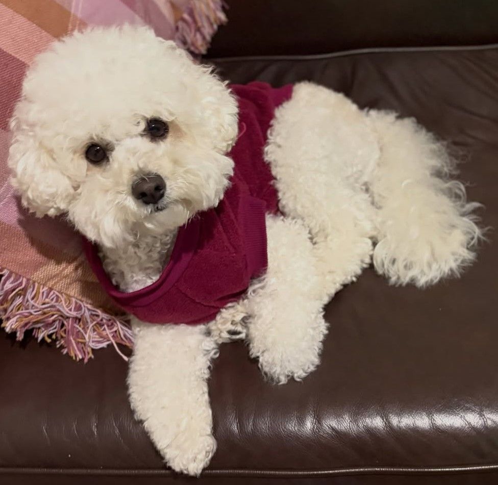 cute dog photos 18
