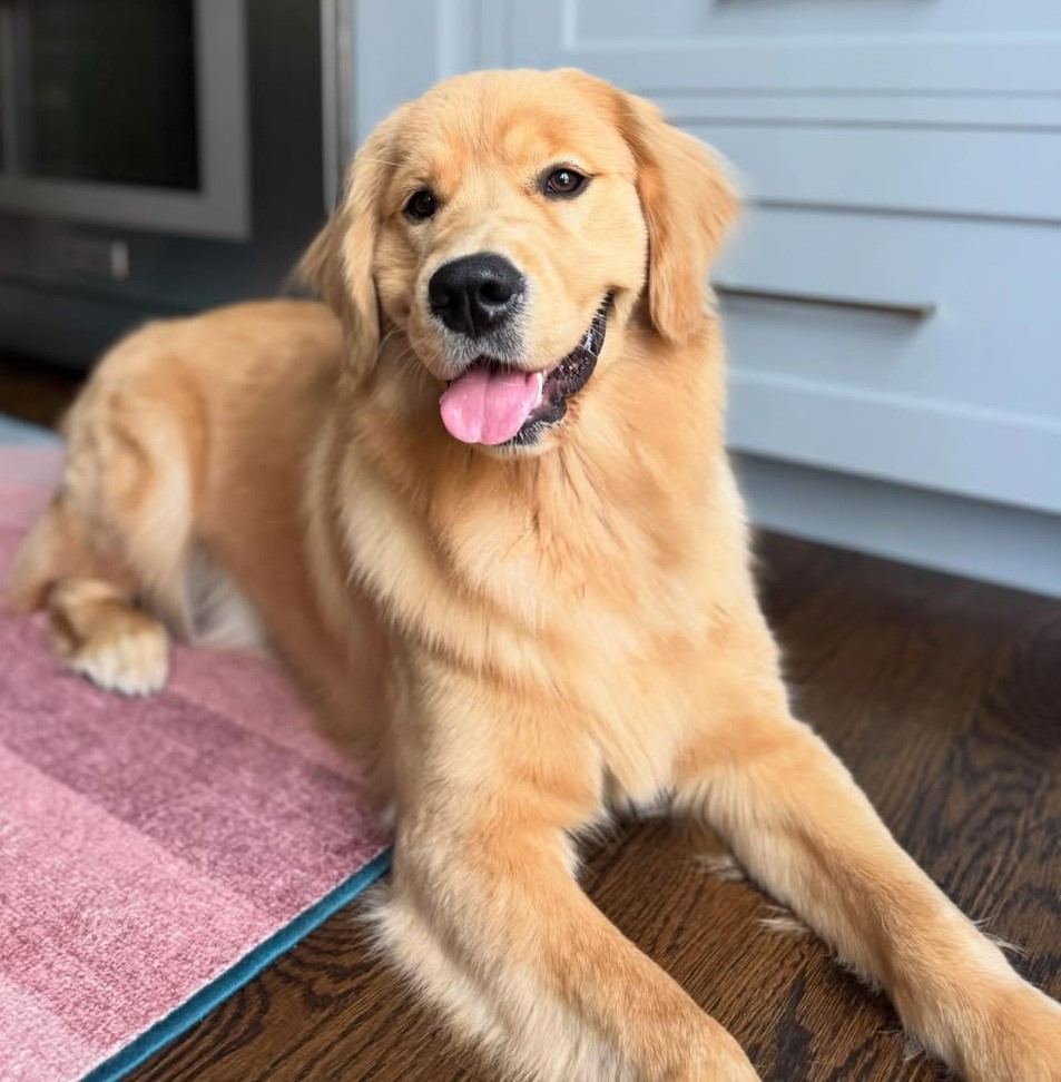 cute dog photos 19