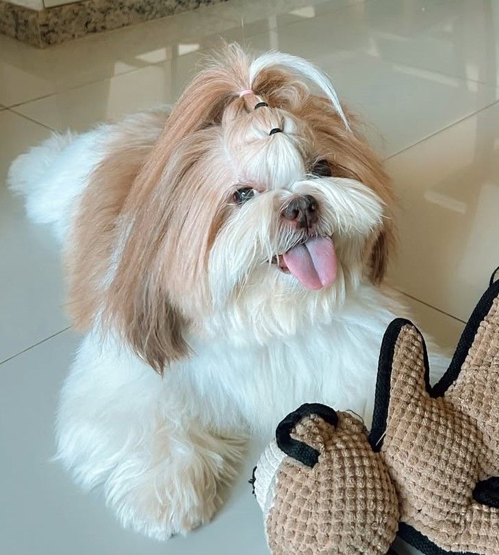 cute dog photos 2
