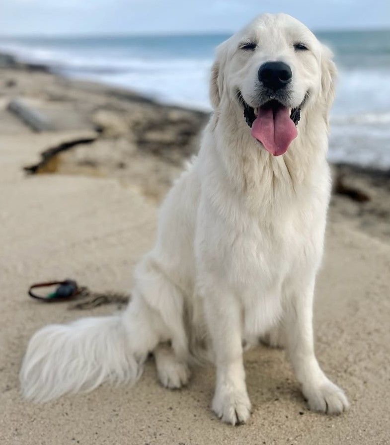 cute dog photos 20