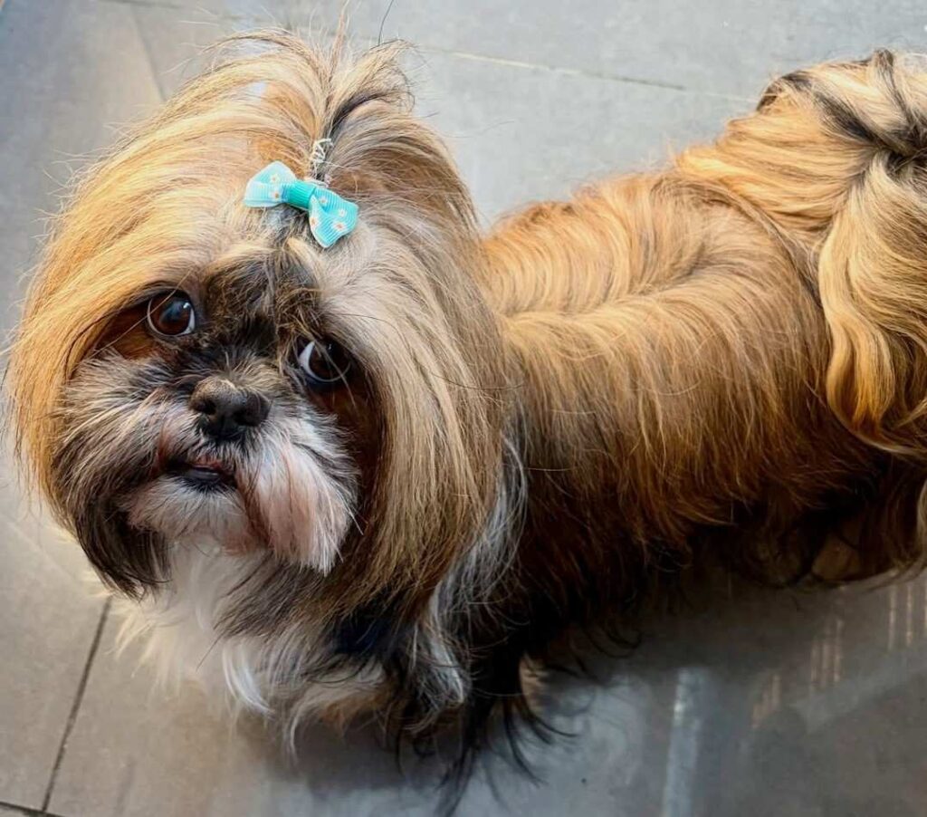 cute dog photos 21