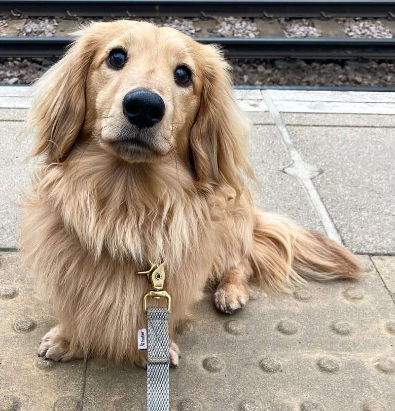 cute dog photos 22