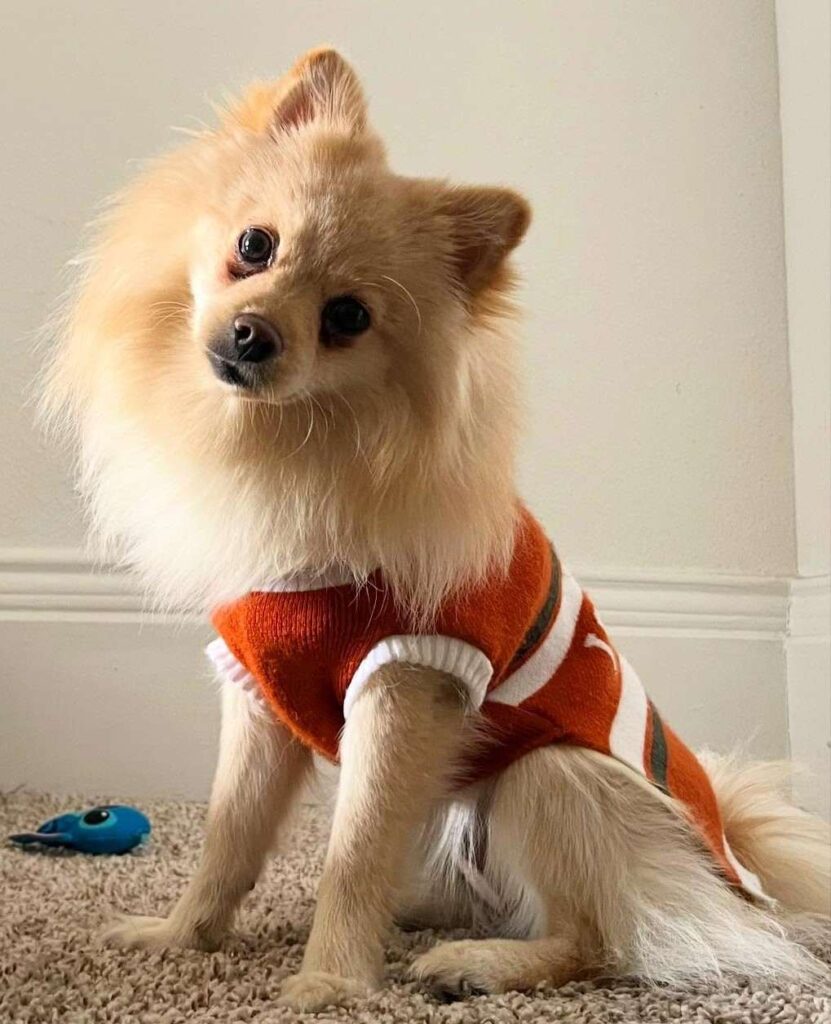 cute dog photos 23