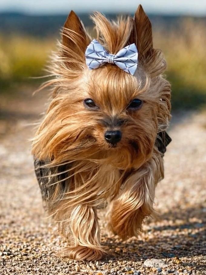 cute dog photos 24