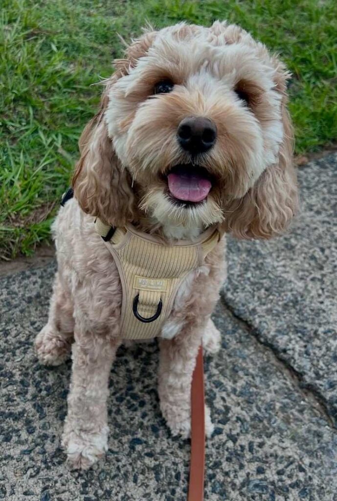 cute dog photos 25