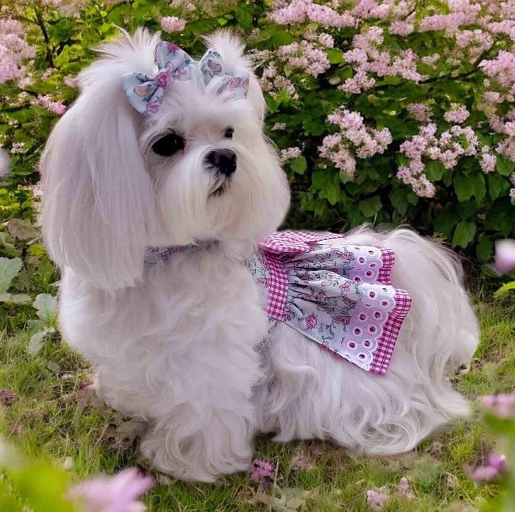 cute dog photos 26