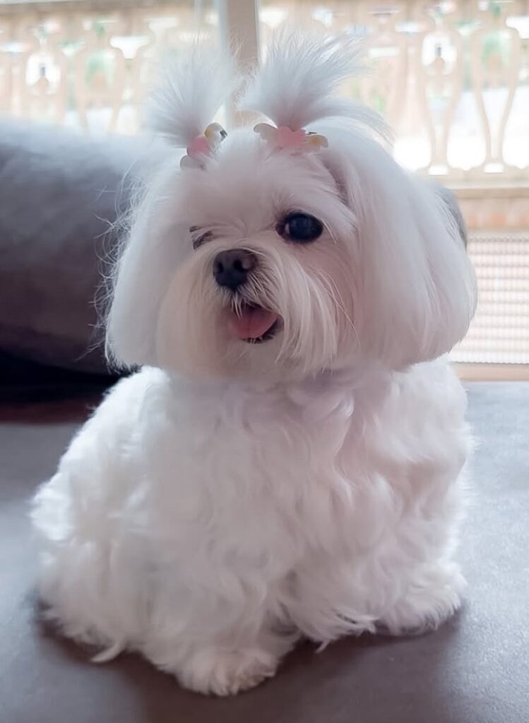cute dog photos 28