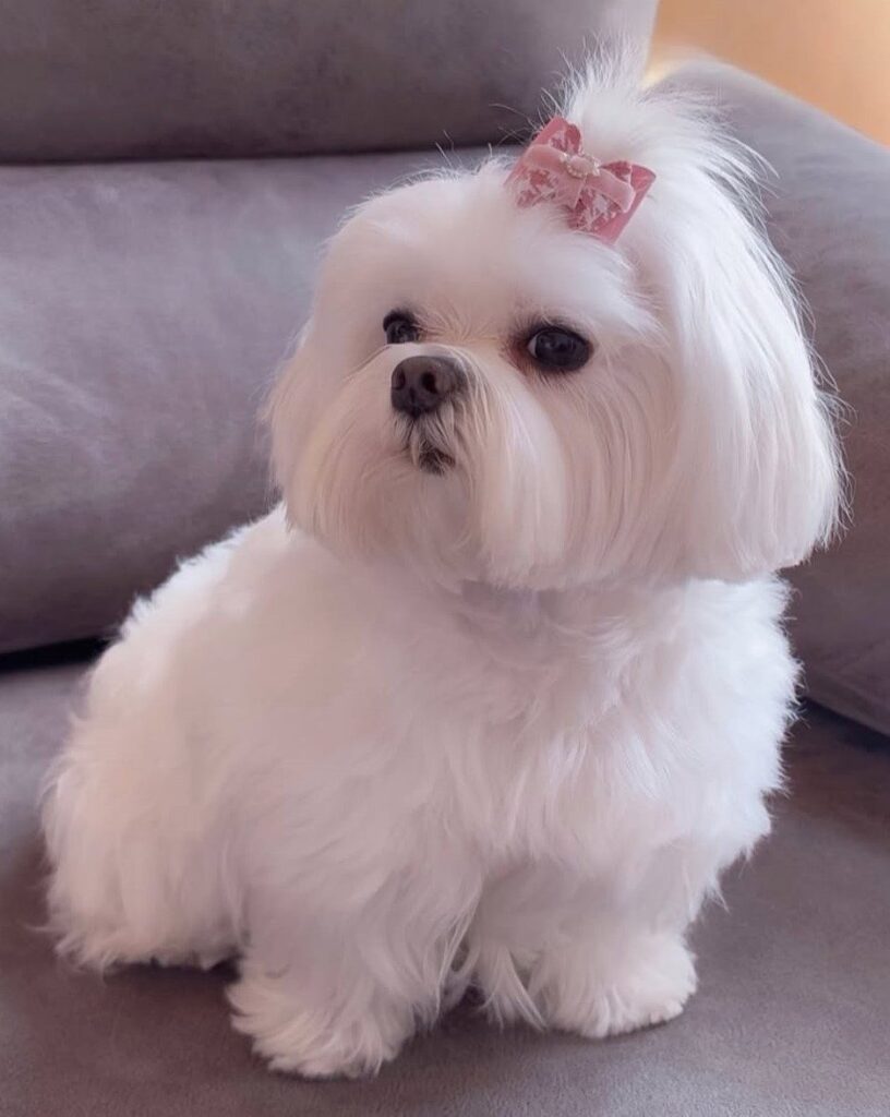 cute dog photos 29