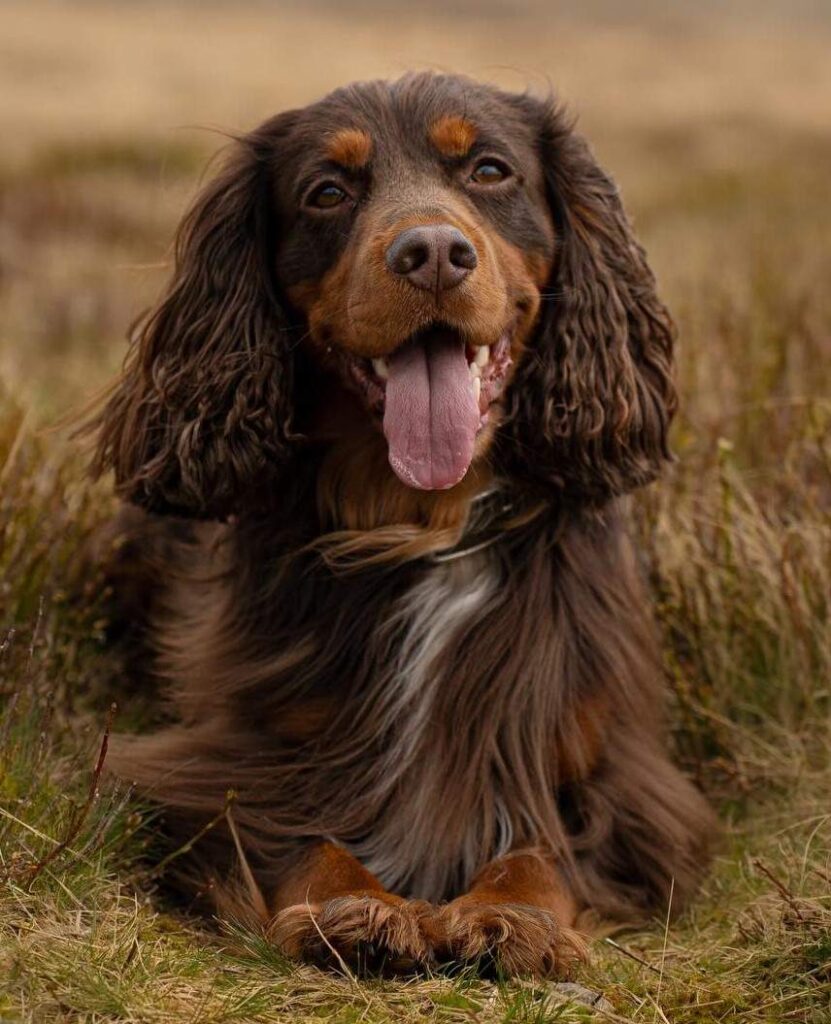 cute dog photos 3