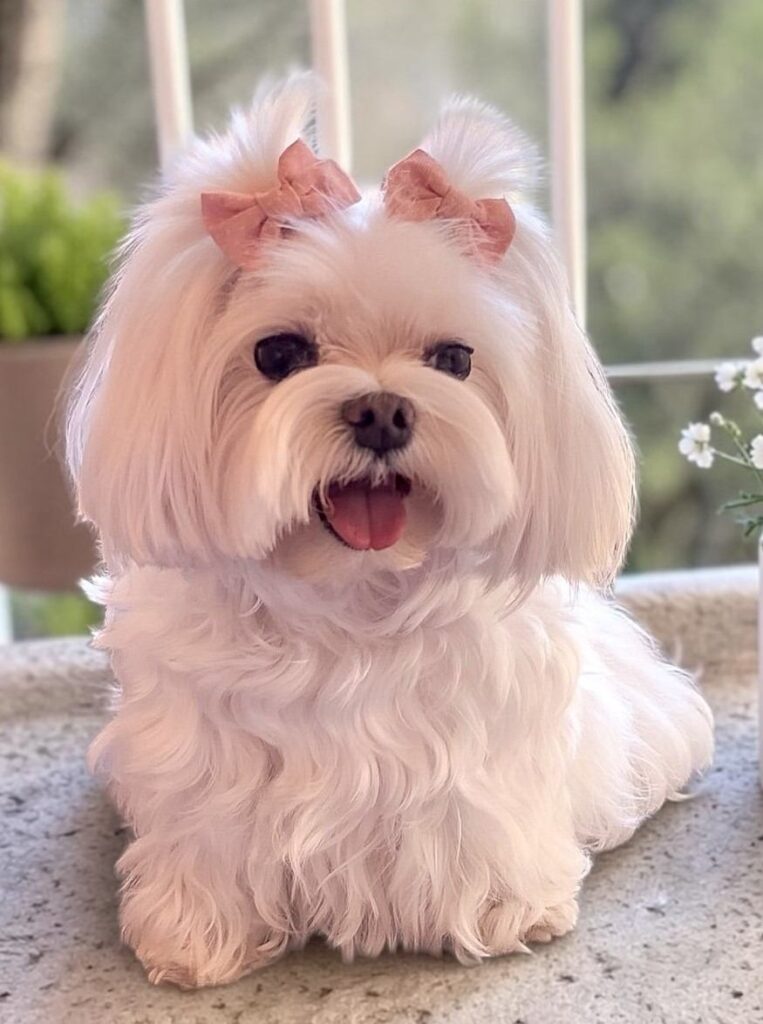 cute dog photos 31
