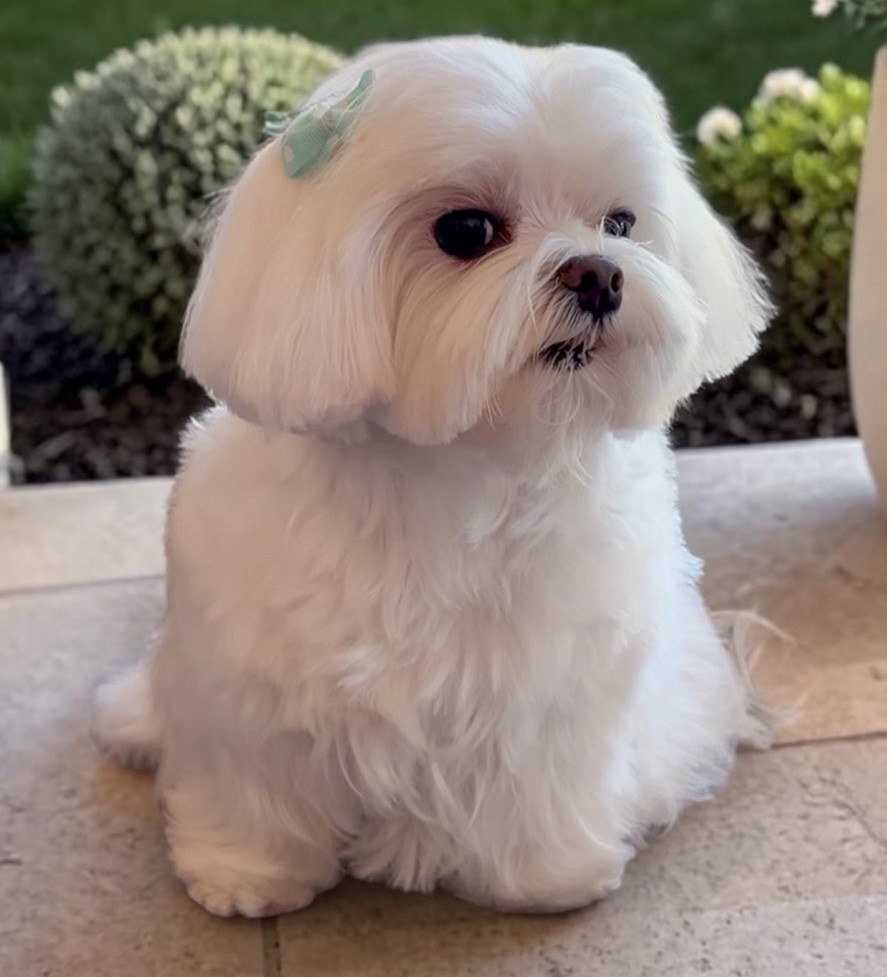 cute dog photos 33