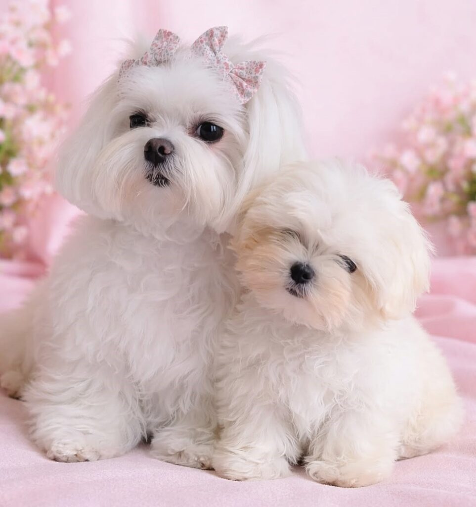cute dog photos 34