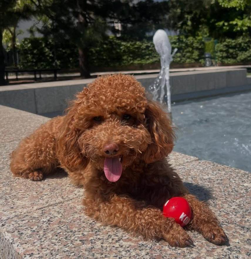 cute dog photos 35