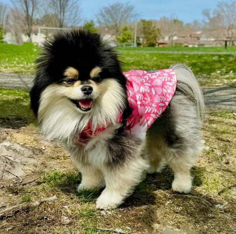 cute dog photos 37